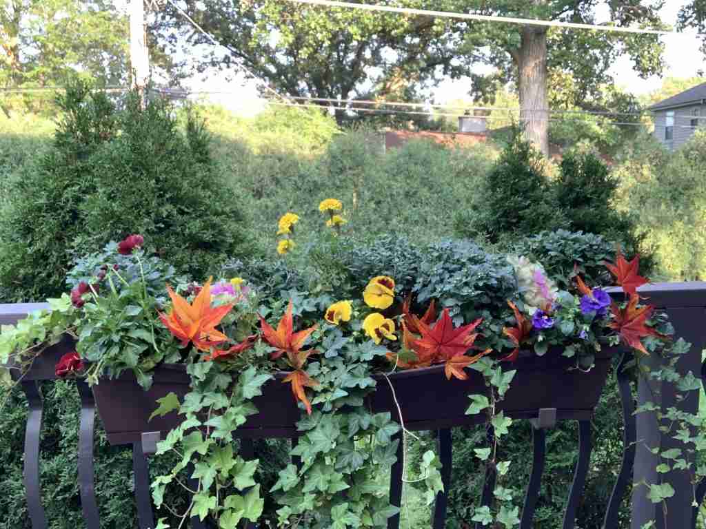 the finished fall window boxes with mums, ivy, pansies, silk ornamental cabbages, and silk fall leaves!  Lots of colors!