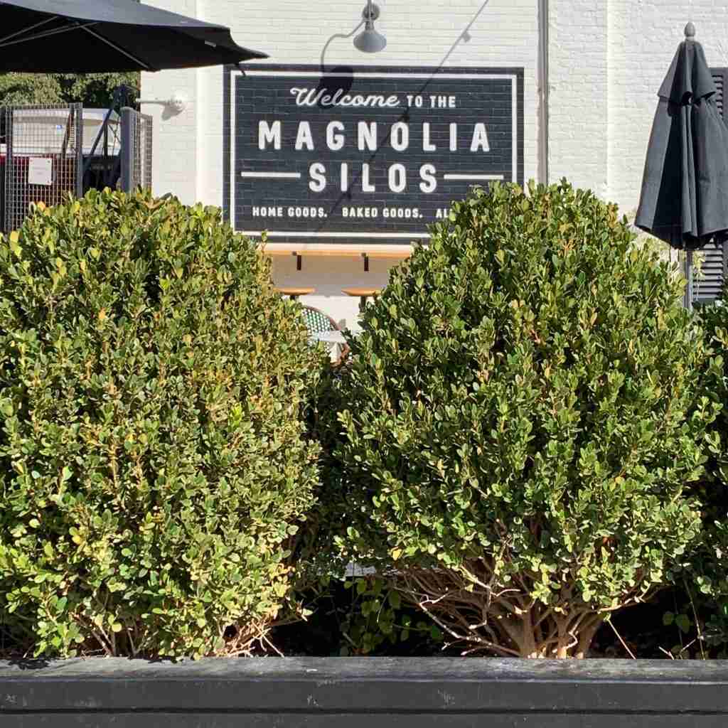 Boxwood filled planters welcome you to Magnolia Farms