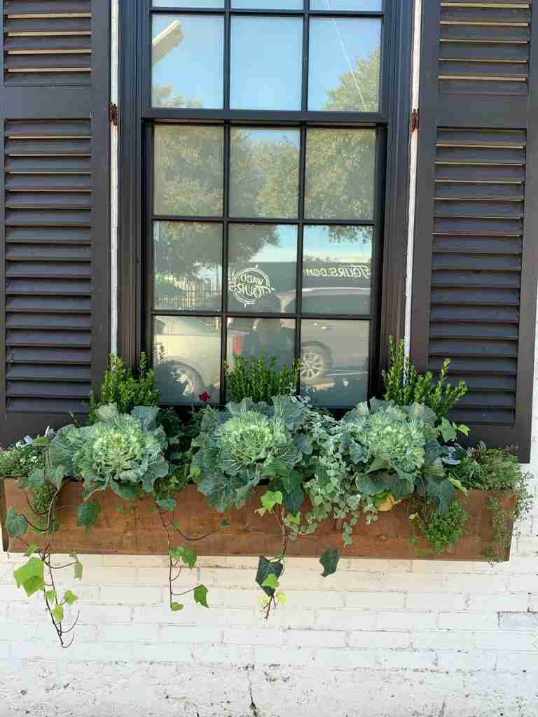 window box at the Silos Garden shop.  It's filled with kale, ivy and boxwood.